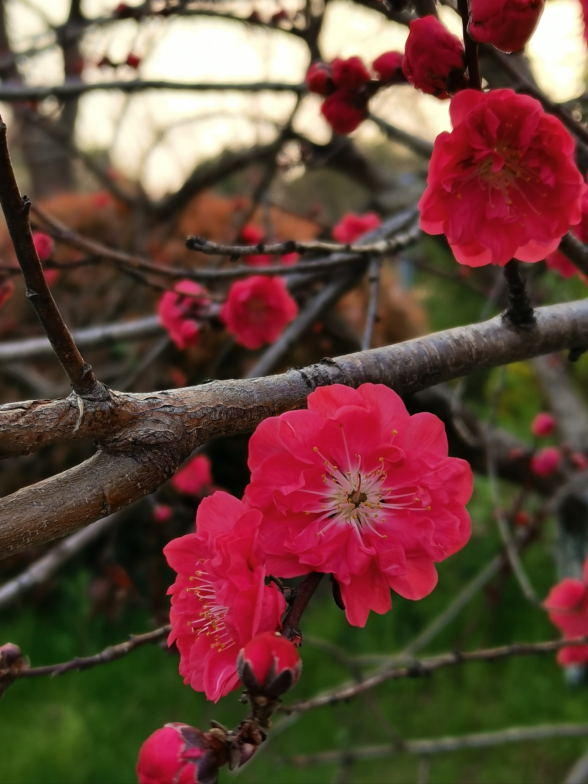 梅花照片大全真实图片