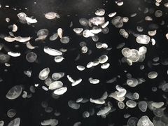 -大阪海游馆