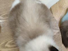 -藏猫猫咖啡主题馆(中央大道店)