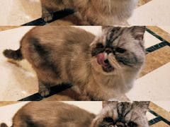 -猫色咖啡·猫咖