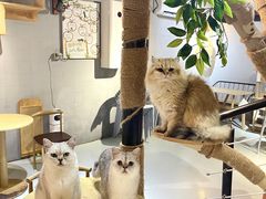 -豆逗聊愈猫阁Easy Life