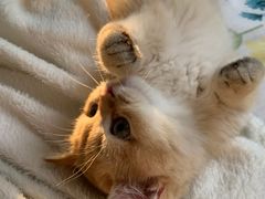 -欣宠猫屋·矮脚拿破仑·蓝金金渐层