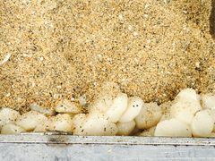 -叶氏麻糍(鼓浪屿店)