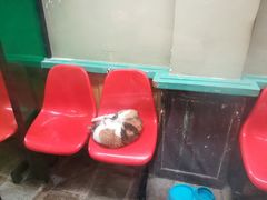 -猫咪博物馆(顶澳仔猫街店)