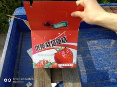 -小鱼草莓采摘园农家乐·小鱼餐厅