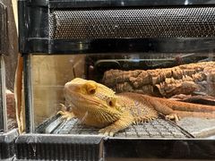 -酷以爬仙阁实体爬宠店·守宫·蜥蜴·专业繁育