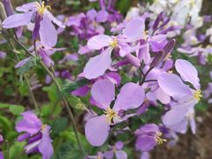 -济南国际园博园