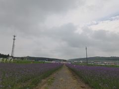 -张北坝上草原