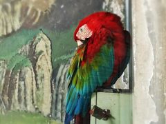 -石家庄市动物园