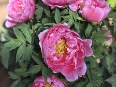 -洛阳市隋唐城遗址植物园