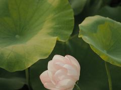 -嘉北郊野公园