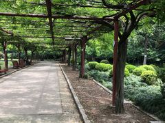 -嘉定紫藤园