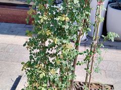 -皂河炒鸡蛋·擀面皮(富康大道店)