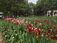 -洛阳郁金香牡丹园