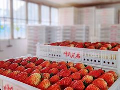 -建德果蔬乐园绪塘草莓基地