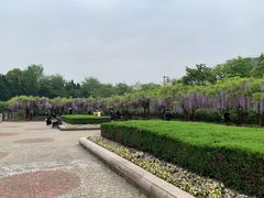 -嘉定紫藤园