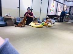 -逗柴咖啡屋·狗咖猫咖宠物桌游
