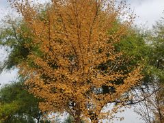 -北京张裕爱斐堡酒庄