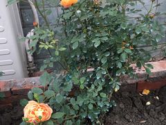 -凤来栖·净庭院·火锅(欧尚店)