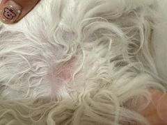 -中农大我爱我爱动物医院·核磁CT·猫病·24小时夜诊中心(石佛营店)