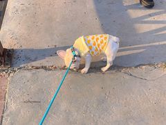 -趣玩宠物乐园寄养训犬训狗游泳池