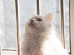 -欧奕国际动物医院