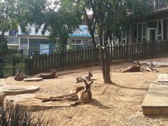 -大连森林动物园