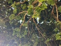 -牙胡梯田