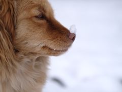 -雪山梁子