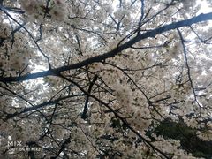 -武汉大学-樱园