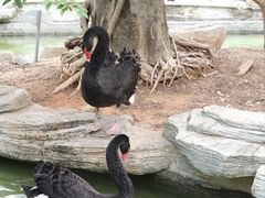 -灵玲国际马戏城