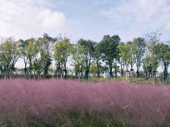 -春花秋色城市公园