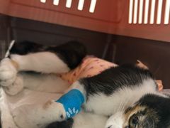 -纳吉亚猫专科动物诊疗中心(蒋宅口分院)