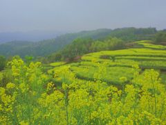 -桑洲油菜花景区