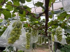 -马陆小张葡萄园农家乐