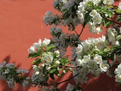 -大觉寺-停车场