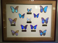 -上海昆虫博物馆