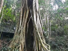 -中国科学院西双版纳热带植物园