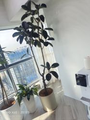 -HEYAN荷妍专业脱毛连锁机构