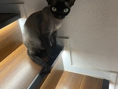 -琪喵猫屋·撸猫猫咖·猫舍