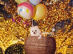 -超宠爱宠物摄影-Super pet