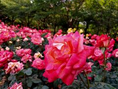 -郑州植物园