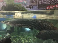 -梦幻海洋王国(吾悦广场张家港店)
