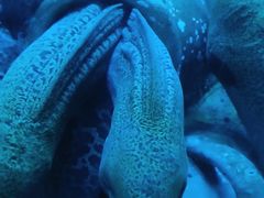 -太平洋海底世界