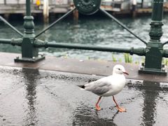 -悉尼海港大桥