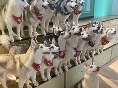 -Husky Go! 哈士奇体验馆·宠物咖啡厅狗咖