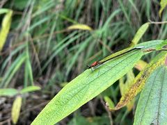-西岭雪山大飞水景区