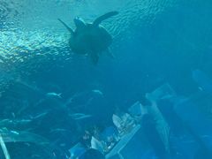 海底隧道景观位-海棠湾洲际-涛·海底餐厅·美人鱼·自助餐·海底隧道