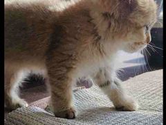 -糯米喵星人总部直营旗舰店·猫舍·幼猫出售
