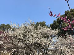 -无锡梅园公园